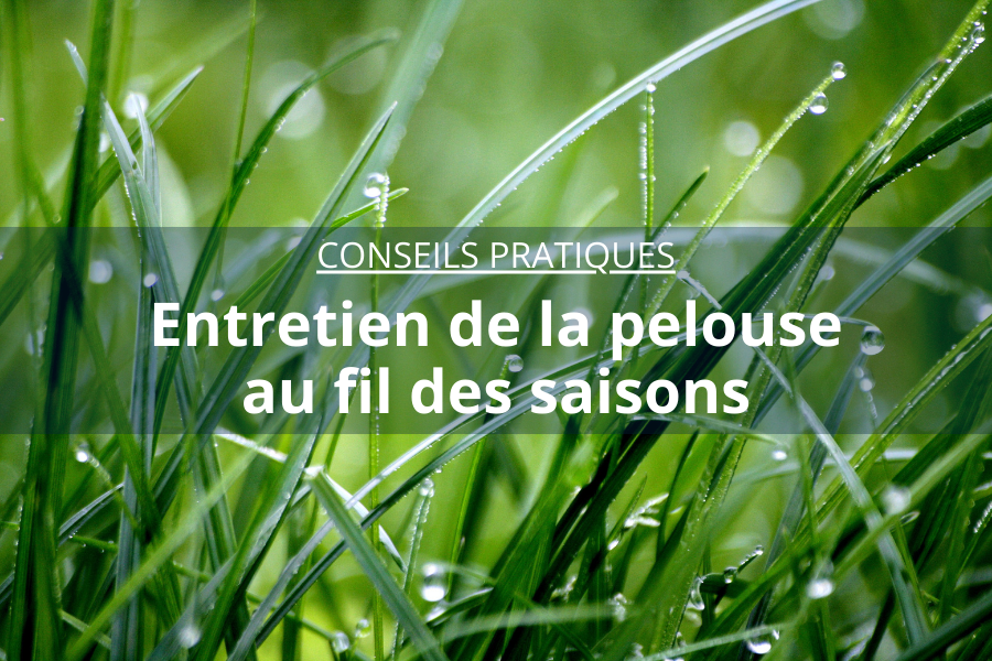 entretien pelouse sartrouville